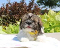 Sold! Emmett, a male Shih Tzu for sale in Kansas City, MO – Photo 1 of 9