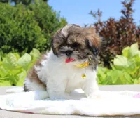 Sold! Emmett, a male Shih Tzu for sale in Kansas City, MO – Photo 7 of 9