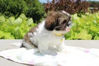 Sold! Emmett, a male Shih Tzu for sale in Kansas City, MO – Photo 4 of 9