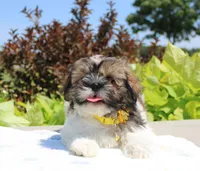 Sold! Emmett, a male Shih Tzu for sale in Kansas City, MO – Photo 6 of 9