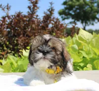 Sold! Emmett, a male Shih Tzu for sale in Kansas City, MO – Photo 2 of 9