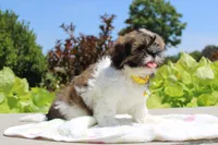 Sold! Emmett, a male Shih Tzu for sale in Kansas City, MO – Photo 9 of 9
