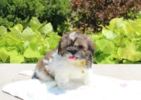 Sold! Emmett, a male Shih Tzu for sale in Kansas City, MO – Photo 8 of 9