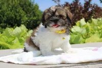 Sold! Emmett, a male Shih Tzu for sale in Kansas City, MO – Photo 5 of 9