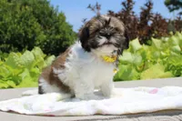 Sold! Emmett, a male Shih Tzu for sale in Kansas City, MO – Photo 3 of 9