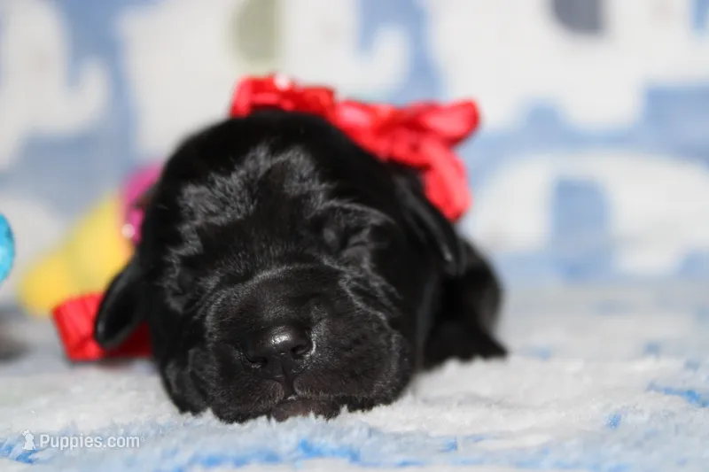 River – Labrador Retriever, English Cream Golden Retriever puppy for sale in Kansas City, MO