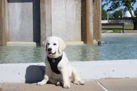 Dreamy Creams, a  English Cream Golden Retriever for sale in Kansas City, MO – 7 of 10