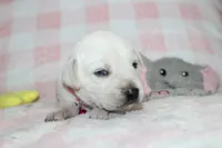 Susie, a female Labrador Retriever and English Cream Golden Retriever for sale in Kansas City, MO – 4 of 9