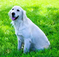 Upcoming Litter! Show quality!, a  English Cream Golden Retriever for sale in Kansas City, MO – 2 of 9