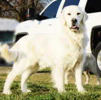 Dreamy Creams, a  English Cream Golden Retriever for sale in Kansas City, MO – 2 of 10