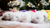 Golden Dreams!💝💖, a  English Cream Golden Retriever for sale in Kansas City, MO – 6 of 10