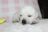 Susie, a female Labrador Retriever and English Cream Golden Retriever for sale in Kansas City, MO – 9 of 9