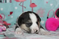 Ella (Reserved), a female Beagle and Miniature Australian Shepherd for sale in Kansas City, MO – Photo 9 of 10