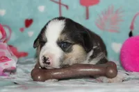 Ella (Reserved), a female Beagle and Miniature Australian Shepherd for sale in Kansas City, MO – Photo 6 of 10