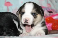 Ella (Reserved), a female Beagle and Miniature Australian Shepherd for sale in Kansas City, MO – Photo 7 of 10