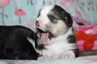 Ella (Reserved), a female Beagle and Miniature Australian Shepherd for sale in Kansas City, MO – Photo 2 of 10