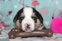 Ella (Reserved), a female Beagle and Miniature Australian Shepherd for sale in Kansas City, MO – Photo 4 of 10