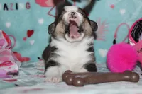 Ella (Reserved), a female Beagle and Miniature Australian Shepherd for sale in Kansas City, MO – Photo 3 of 10