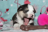 Ella (Reserved), a female Beagle and Miniature Australian Shepherd for sale in Kansas City, MO – Photo 10 of 10