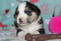 Ella (Reserved), a female Beagle and Miniature Australian Shepherd for sale in Kansas City, MO – Photo 5 of 10