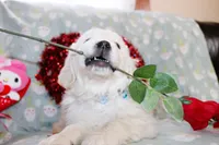 Edmond, a male Golden Retriever and English Cream Golden Retriever for sale in Kansas City, MO – Photo 4 of 8