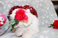 Edmond, a male Golden Retriever and English Cream Golden Retriever for sale in Kansas City, MO – Photo 8 of 8