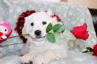 Edmond, a male Golden Retriever and English Cream Golden Retriever for sale in Kansas City, MO – Photo 1 of 8