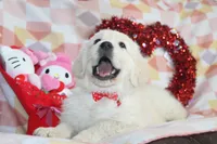 Eleni, a female English Cream Golden Retriever for sale in Kansas City, MO – Photo 4 of 9