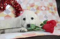 Eleni, a female English Cream Golden Retriever for sale in Kansas City, MO – Photo 5 of 9