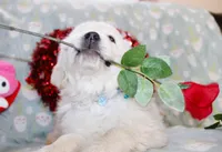 Edmond, a male Golden Retriever and English Cream Golden Retriever for sale in Kansas City, MO – Photo 2 of 8