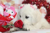 Eleni, a female English Cream Golden Retriever for sale in Kansas City, MO – Photo 9 of 9