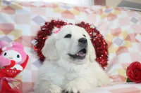 Eleni, a female English Cream Golden Retriever for sale in Kansas City, MO – Photo 1 of 9