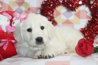 Eleni, a female English Cream Golden Retriever for sale in Kansas City, MO – Photo 8 of 9