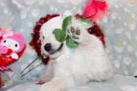 Edmond, a male Golden Retriever and English Cream Golden Retriever for sale in Kansas City, MO – Photo 7 of 8