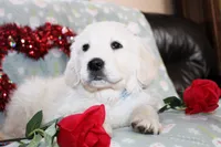 Edmond, a male Golden Retriever and English Cream Golden Retriever for sale in Kansas City, MO – Photo 6 of 8