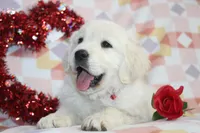 Eleni, a female English Cream Golden Retriever for sale in Kansas City, MO – Photo 2 of 9