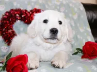 Edmond, a male Golden Retriever and English Cream Golden Retriever for sale in Kansas City, MO – Photo 3 of 8