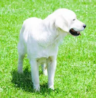 Upcoming Litter! Show quality!, a  English Cream Golden Retriever for sale in Kansas City, MO – 6 of 9