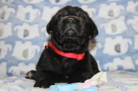 River, a male Labrador Retriever and English Cream Golden Retriever for sale in Kansas City, MO – 5 of 6
