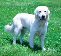 Upcoming Litter! Show quality!, a  English Cream Golden Retriever for sale in Kansas City, MO – 8 of 9
