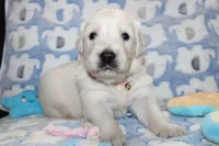 4th choice male, a male English Cream Golden Retriever for sale in Kansas City, MO – 5 of 10