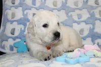 4th choice male, a male English Cream Golden Retriever for sale in Kansas City, MO – 2 of 10