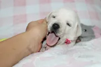 Dolly, a female Labrador Retriever and English Cream Golden Retriever for sale in Kansas City, MO – 7 of 8