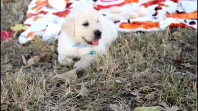 4th choice male, a male English Cream Golden Retriever for sale in Kansas City, MO – 10 of 10