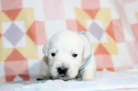 Apollo, a male English Cream Golden Retriever for sale in Kansas City, MO – Photo 2 of 6