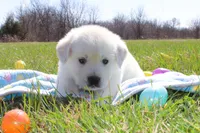 Victor, a male Golden Retriever and English Cream Golden Retriever for sale in Kansas City, MO – Photo 3 of 6