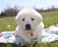 Victor, a male Golden Retriever and English Cream Golden Retriever for sale in Kansas City, MO – Photo 6 of 6