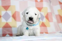 Apollo, a male English Cream Golden Retriever for sale in Kansas City, MO – Photo 3 of 6
