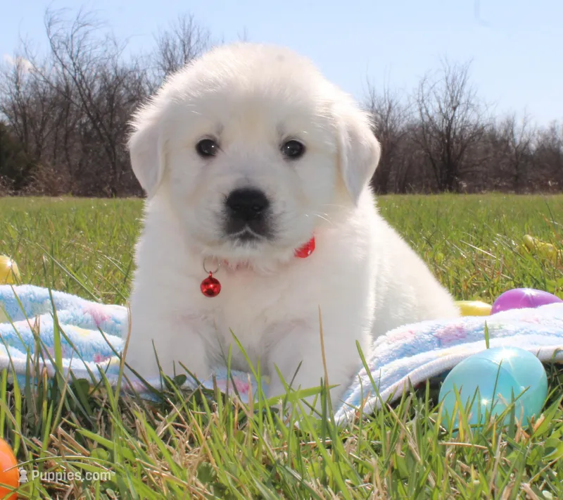 Victor – Golden Retriever, English Cream Golden Retriever puppy for sale in Kansas City, MO