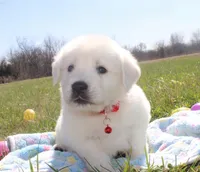 Victor, a male Golden Retriever and English Cream Golden Retriever for sale in Kansas City, MO – Photo 5 of 6
